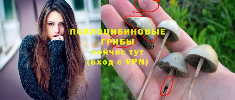 Псилоцибиновые грибы Psilocybine cubensis  Казань 